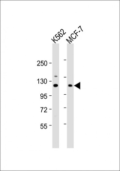 EIF3C Antibody