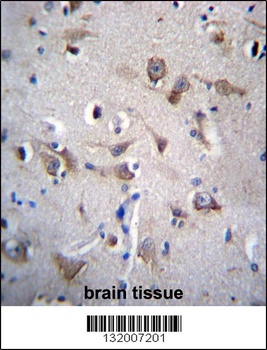 YIF1B Antibody