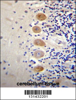 GPR111 Antibody