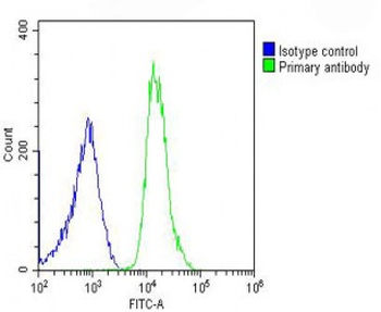 PREX1 Antibody