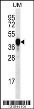 PROX2 Antibody