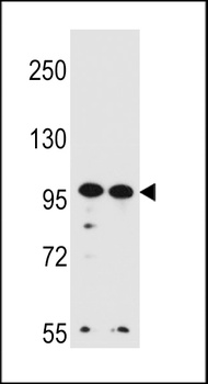 WDR3 Antibody