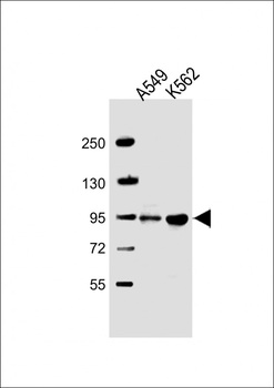 SH3D20 Antibody