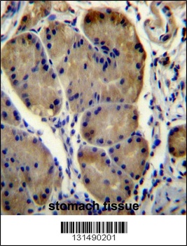 WDR86 Antibody