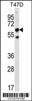 SCP2 Antibody