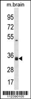 STX2 Antibody