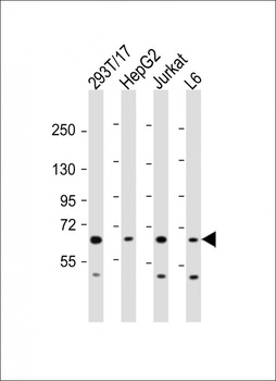 PDP1 Antibody