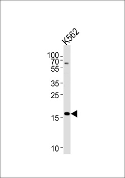 RNF5 Antibody