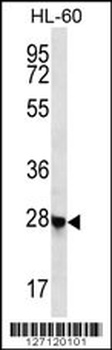 RITA1 Antibody