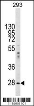 EIF2B1 Antibody