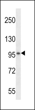 SPON1 Antibody