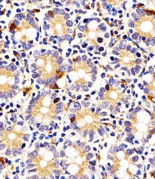I23O2 Antibody