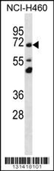 TMEM181 Antibody