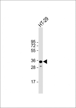 LGALS4 Antibody