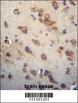 CKAP4 Antibody