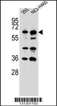 CKAP4 Antibody