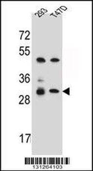 OR4P4 Antibody