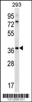 OR6X1 Antibody