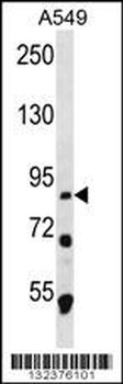 MDM1 Antibody