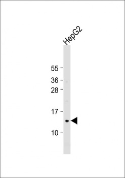 COX7A2L Antibody