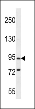 PCDHGC5 Antibody