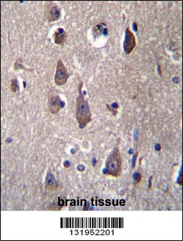 PCDHB12 Antibody