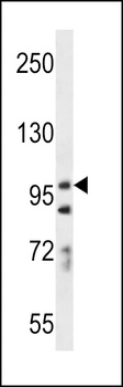 PCDH7 Antibody