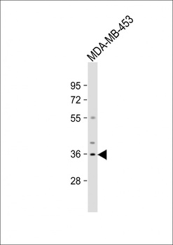 OR51Q1 Antibody