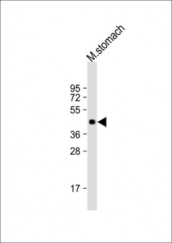 MBOAT4 Antibody