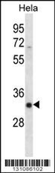SFRS7 Antibody