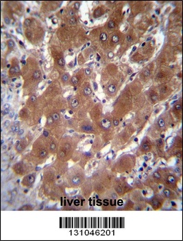 GBA3 Antibody