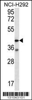 F2RL2 Antibody