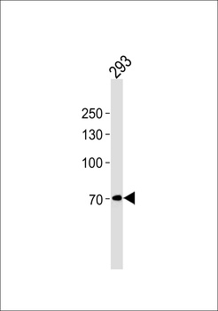 POU6F2 Antibody