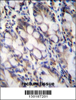 FNDC7 Antibody
