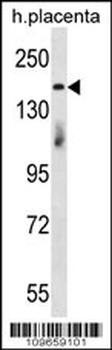 INTS1 Antibody