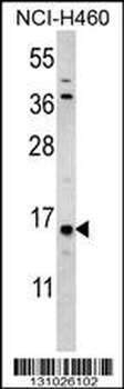 HIST3H3 Antibody