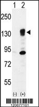 ITGA5 Antibody