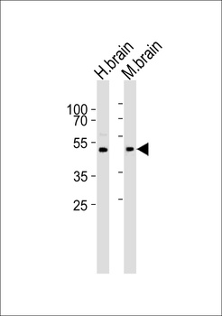 PRMT8 Antibody