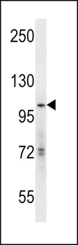 hGCN5 Antibody
