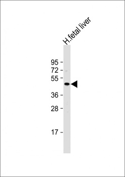 NEU2 Antibody