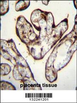 PYGO1 Antibody