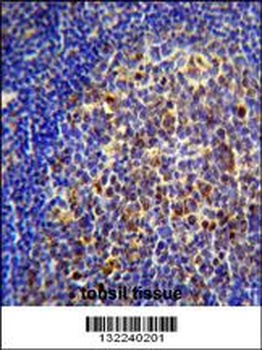 CHRNA10 Antibody