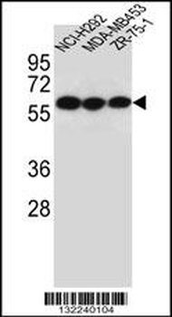 CHRNA10 Antibody