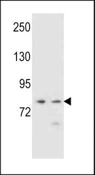 PCDHA9 Antibody