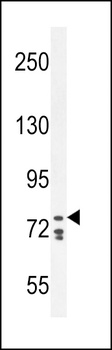 CDH24 Antibody