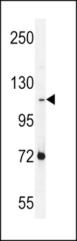 PCDHAC2 Antibody