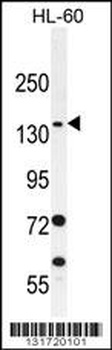 SPECC1L Antibody