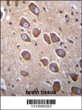 PCDHA3 Antibody