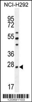 PRDX4 Antibody