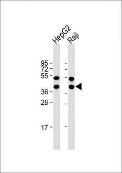 GLRX3 Antibody